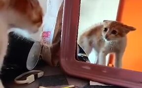 Cat Got Mad At Its Own Reflection - Animals - VIDEOTIME.COM