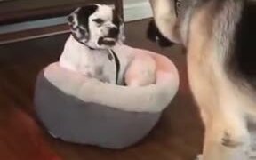 The Dog Doesn't Want To Part With The Bed - Animals - VIDEOTIME.COM