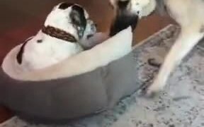 The Dog Doesn't Want To Part With The Bed - Animals - VIDEOTIME.COM
