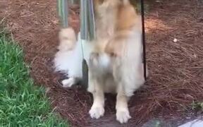 Cheerful Golden Retriever Sings Along - Animals - VIDEOTIME.COM