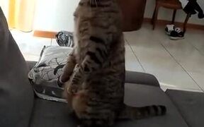 Cat Absolutely Paranoid Of Vacuum Cleaner - Animals - VIDEOTIME.COM