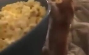 Behold The Tiny Popcorn Thief - Animals - VIDEOTIME.COM
