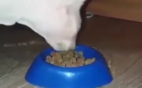 When You Are High And Hungry At 3 AM - Animals - VIDEOTIME.COM