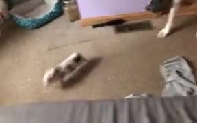 Little Pig Rampaging Around And Scaring The Dog