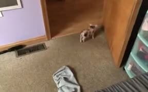 Little Pig Rampaging Around And Scaring The Dog - Animals - VIDEOTIME.COM