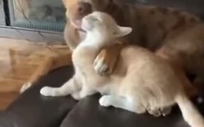 Dog And Cat Are The Best Pals