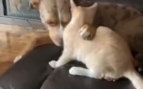 Dog And Cat Are The Best Pals - Animals - VIDEOTIME.COM