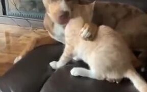 Dog And Cat Are The Best Pals - Animals - VIDEOTIME.COM