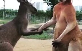 Looks Like A Cringey Couple Fight - Animals - VIDEOTIME.COM