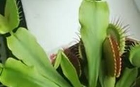 The Wonderful Venus Flytrap Plant - Fun - VIDEOTIME.COM