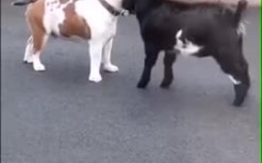 Goat Vs Dog - Animals - VIDEOTIME.COM