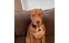 This Dog Is A Better Brother - Fun - VIDEOTIME.COM
