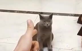 Cat Knows How To Play Dead Too - Animals - VIDEOTIME.COM