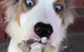 Ice-Creams Are Secondary To Dog Treats - Animals - VIDEOTIME.COM
