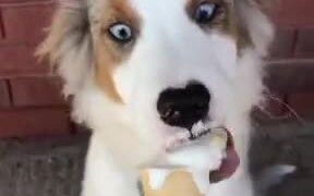 Ice-Creams Are Secondary To Dog Treats - Animals - VIDEOTIME.COM