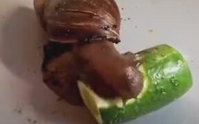 A Snail Eating Cucumber - Animals - VIDEOTIME.COM
