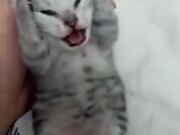 Kitten's Unhappy About Something - Animals - Y8.COM