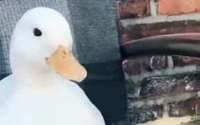 Tickling A Cute Duck - Animals - VIDEOTIME.COM
