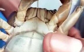 Kangaroo Crabs' - Animals - VIDEOTIME.COM