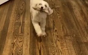 A Happy Dancing Dog