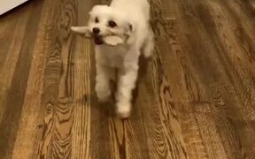 A Happy Dancing Dog - Animals - VIDEOTIME.COM