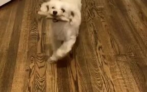 A Happy Dancing Dog - Animals - VIDEOTIME.COM