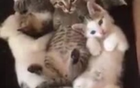 What's Better Than One Cute Kitten? Six!