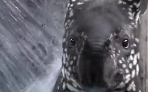 A Baby Tapir Is Adorable - Animals - VIDEOTIME.COM