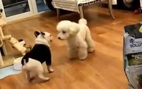 Dance Battle Between Two Dogs