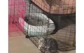 The Houdini Of Cats - Animals - VIDEOTIME.COM
