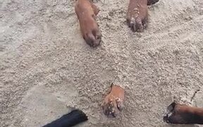 Cute Rottweiler Chilling In The Beach - Animals - VIDEOTIME.COM