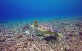 Green Turtle Footage - Animals - VIDEOTIME.COM