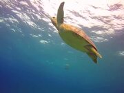 Green Turtle Footage