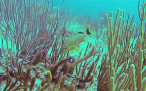 Fish in Coral Reef