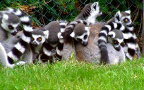 Group of Ring-Tailed Lemurs