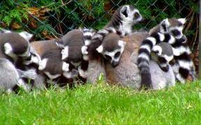Group of Ring-Tailed Lemurs