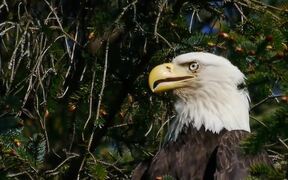 Eagle In a Tree - Animals - VIDEOTIME.COM