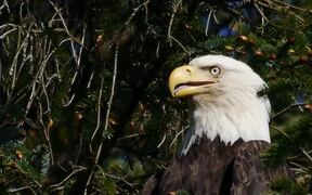 Eagle In a Tree - Animals - VIDEOTIME.COM