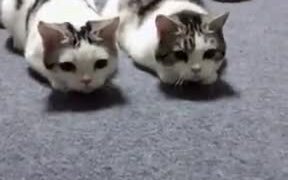 Two Cats In Sync, The Third? Nope - Animals - VIDEOTIME.COM