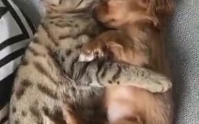 The Most Adorable Cat And Puppy - Animals - VIDEOTIME.COM