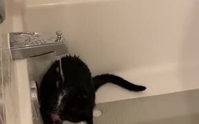 A Cat That Loves To Shower!?