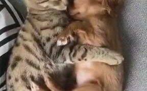 The Most Adorable Cat And Puppy