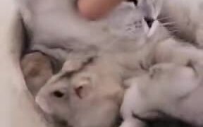 Weird Friends - Animals - VIDEOTIME.COM