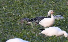 Blue Morph Snow Goose - Animals - VIDEOTIME.COM