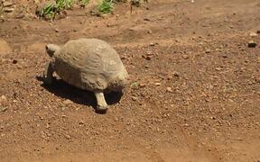 Strolling Turtle