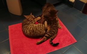 Cat's Party - Animals - VIDEOTIME.COM