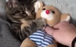 Even Catto Needs Plushie To Fall Asleep - Animals - VIDEOTIME.COM