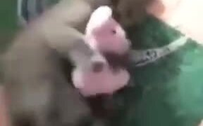 "No, Stay Away From My Mouse" - Animals - VIDEOTIME.COM