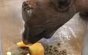 A Special Treat For Rhino On Her 33rd Birthday - Animals - VIDEOTIME.COM