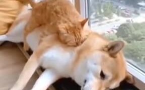 "No, You're My Bed Now." - Animals - VIDEOTIME.COM